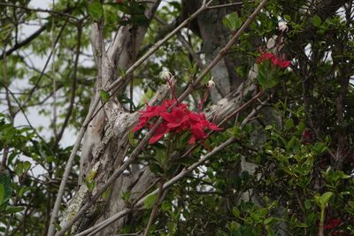 Paracarphalea pervilleana, photographed by Romer N. Rabarijaona