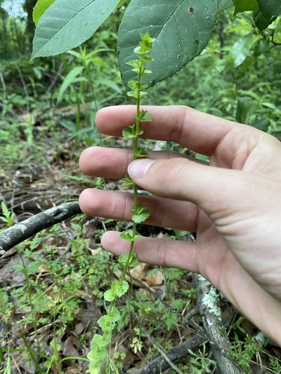 Triodanis texana, photographed by Brand R