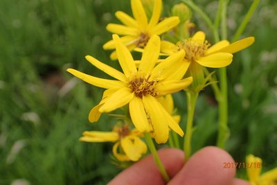 Senecio decurrens, photographed by Peter Warren
