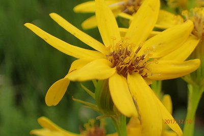 Senecio decurrens, photographed by Peter Warren