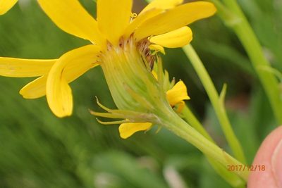 Senecio decurrens, photographed by Peter Warren