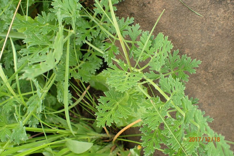 Afrosciadium afrum, photographed by Peter Warren