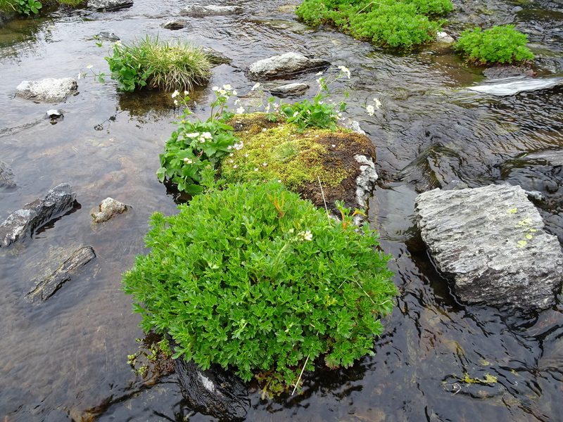Saxifraga aquatica, photographed by Thomas Koffel