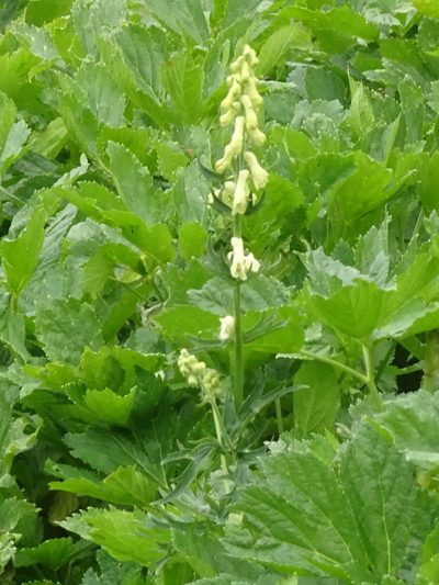 Aconitum lamarckii, photographed by Thomas Koffel