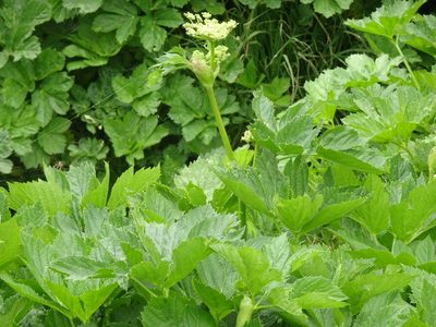 Peucedanum ostruthium, photographed by Thomas Koffel