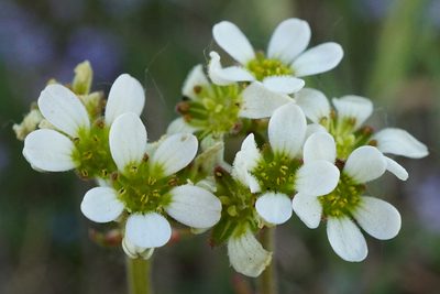Saxifraga bulbifera, photographed by Patrick Hacker