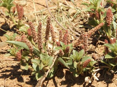 Acalypha angustata, photographed by Andrew Deacon