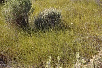 Bulbine favosa, photographed by Tony Rebelo