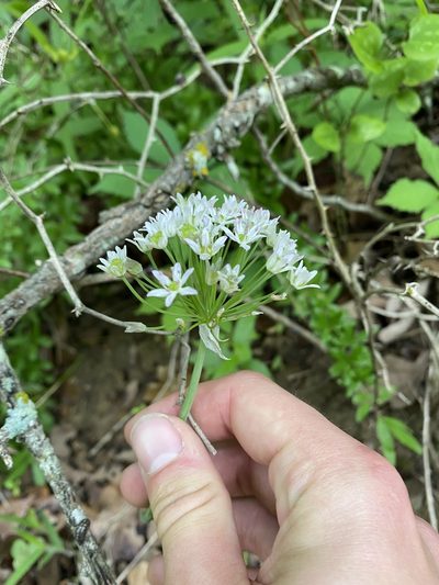Allium fraseri, photographed by Brand R