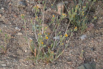 Mentzelia albicaulis, photographed by Kimball Garrett