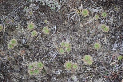 Chamaerhodos erecta, photographed by Syd Cannings