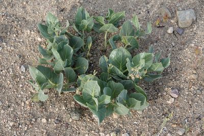 Asclepias vestita, photographed by Kimball Garrett
