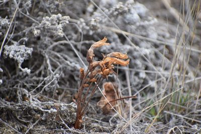 Orobanche fasciculata, photographed by Syd Cannings