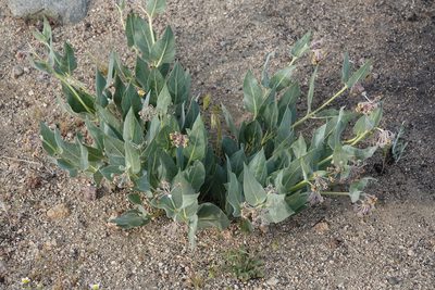 Asclepias vestita, photographed by Kimball Garrett
