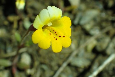 Erythranthe bicolor, photographed by Steve Woodward