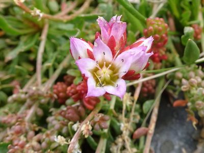 Sedum candolleanum, photographed by Thomas Koffel