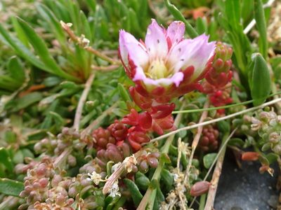 Sedum candolleanum, photographed by Thomas Koffel