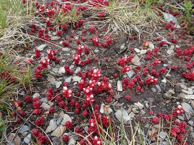 Sedum candolleanum, photographed by Thomas Koffel