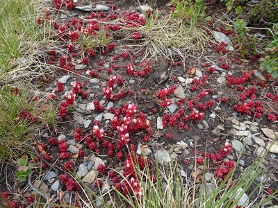 Sedum candolleanum, photographed by Thomas Koffel