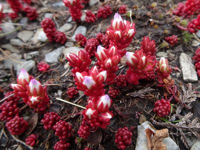 Sedum candolleanum, photographed by Thomas Koffel