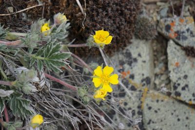 Potentilla concinna, photographed by Spencer Quayle