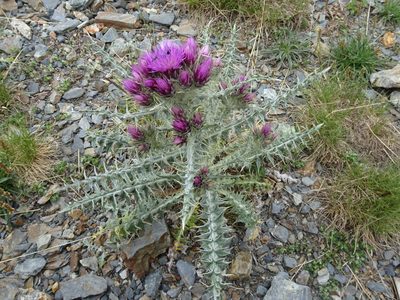 Carduus carlinoides, photographed by Thomas Koffel