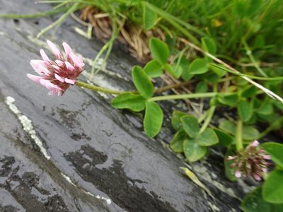 Trifolium thalii, photographed by Thomas Koffel