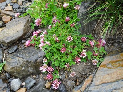 Trifolium thalii, photographed by Thomas Koffel