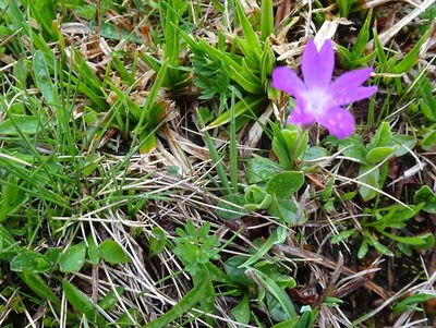 Primula integrifolia, photographed by Thomas Koffel
