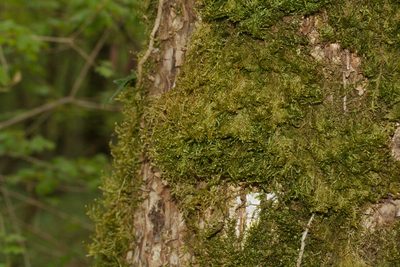 Alleniella complanata, photographed by Patrick Meurin