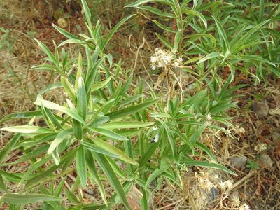 Barkleyanthus salicifolius, photographed by Oscar Alejandro Morales Juárez