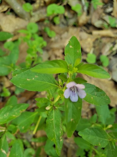 Dyschoriste humistrata, photographed by Robert Guralnick