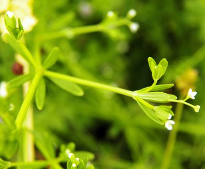 Hydrogalium claytonii, photographed by Diana Foreman