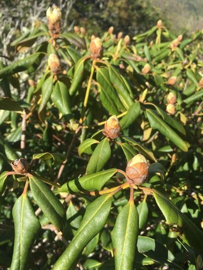 Rhododendron minus, photographed by Scott Morris