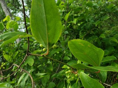 Smilax walteri, photographed by Jody Shugart
