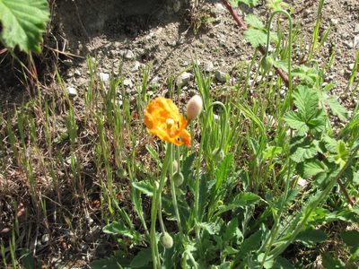 Papaver atlanticum, photographed by Liam Steele