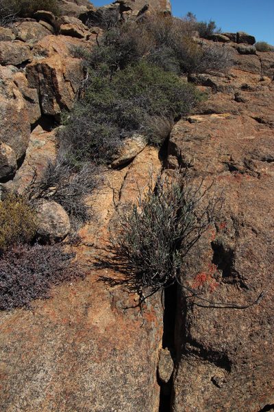 Lopholaena cneorifolia, photographed by Tony Rebelo