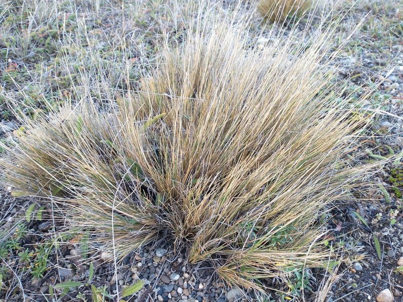 Festuca gracillima, photographed by Tabaré Barreto