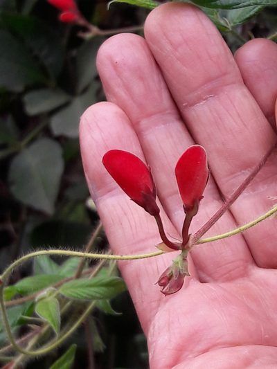 Periandra coccinea, photographed by Douglas