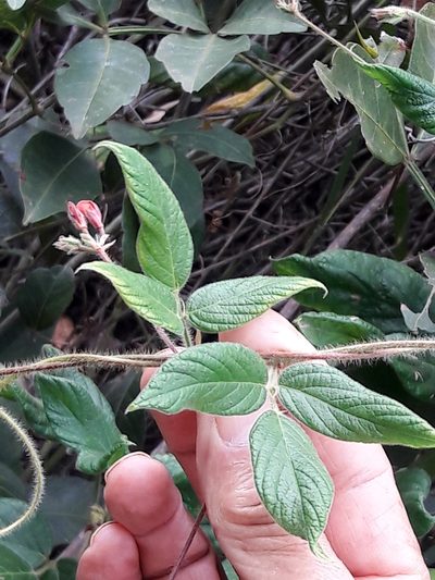 Periandra coccinea, photographed by Douglas