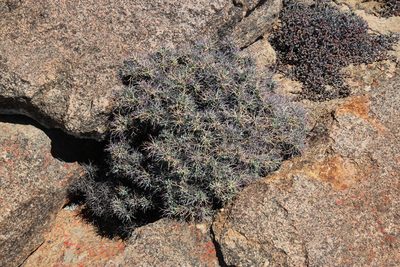 Othonna euphorbioides, photographed by Tony Rebelo
