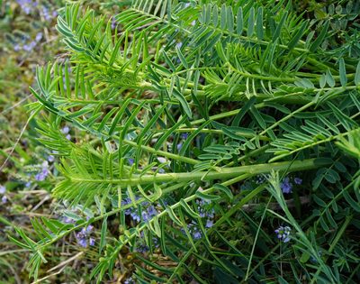 Astragalus asper, photographed by Patrick Hacker