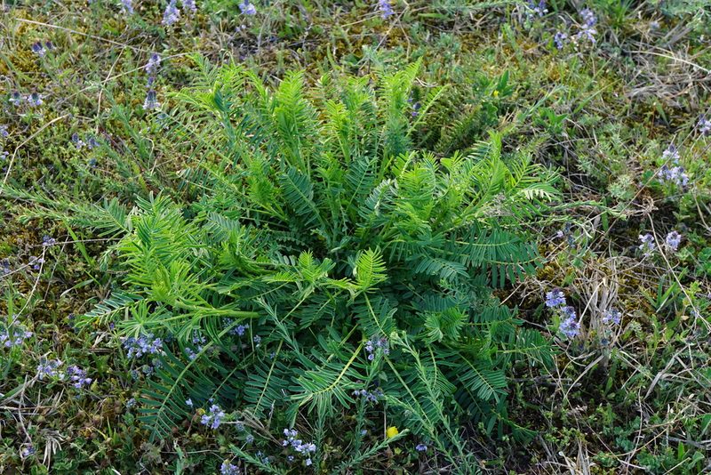 Astragalus asper, photographed by Patrick Hacker