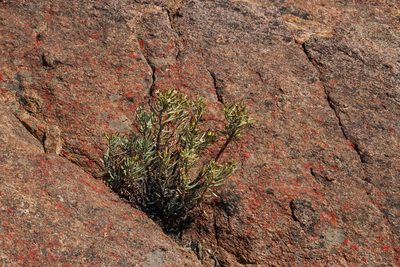 Lopholaena cneorifolia, photographed by Tony Rebelo