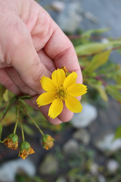 Guizotia abyssinica, photographed by Fabien Piednoir