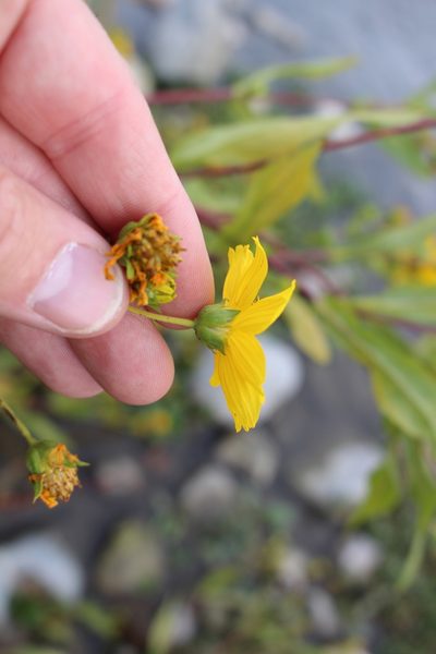 Guizotia abyssinica, photographed by Fabien Piednoir