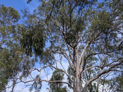 Corymbia variegata, photographed by Louis Backstrom