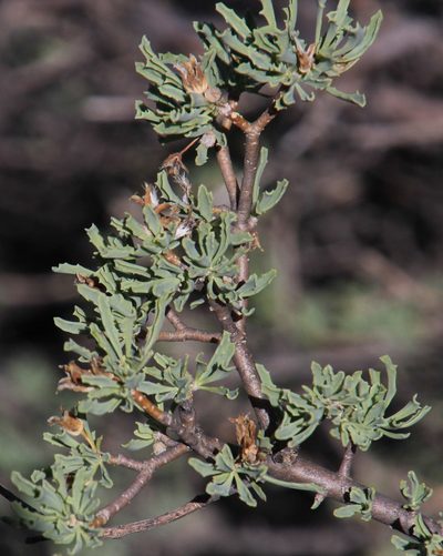 Othonna divaricata, photographed by Tony Rebelo