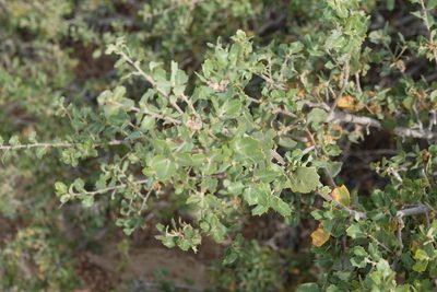 Quercus john-tuckeri, photographed by Kimball Garrett