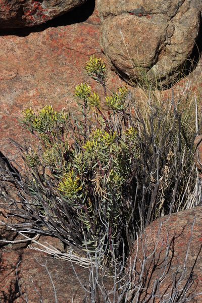 Lopholaena cneorifolia, photographed by Tony Rebelo